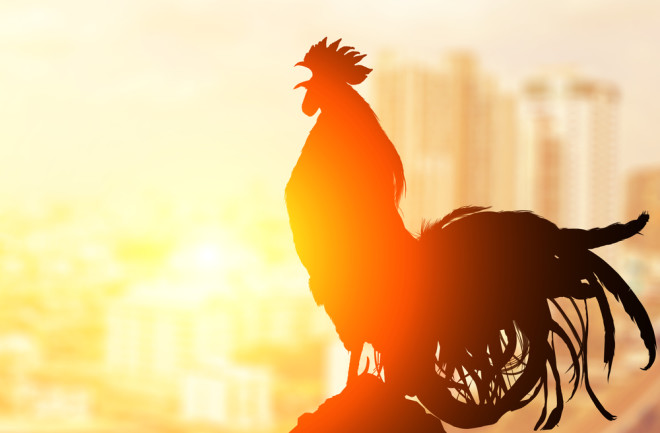 Roosters have built-in earplugs that shut off their ears when they crow. Because of course they do. Photo Credit: Little Perfect Stock/Shutterstock