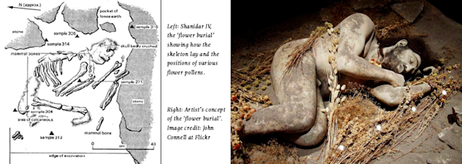 neaderthal-drug-high-flower-burial