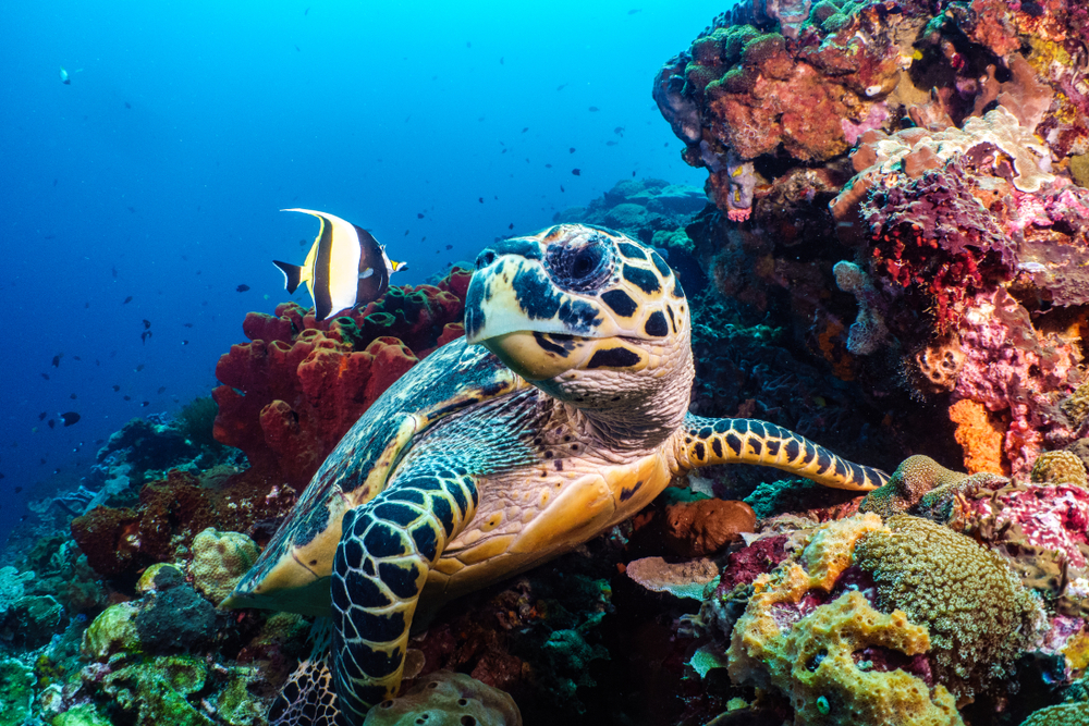 How Old Is the Oldest Sea Turtle?