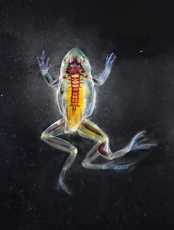 Brandon_Ballengee_DFA147_Phaethon.jpg