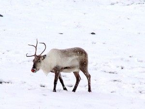 Red deals nose deer