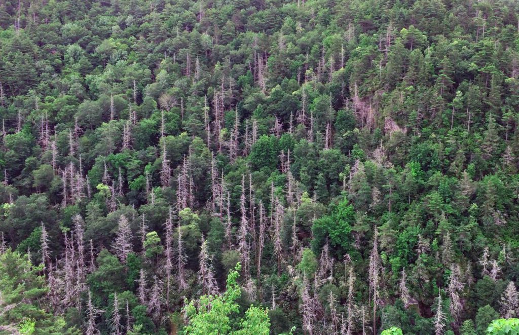 Invasive Species Could Kill Nearly Half Of Us Forests Discover Magazine 6938