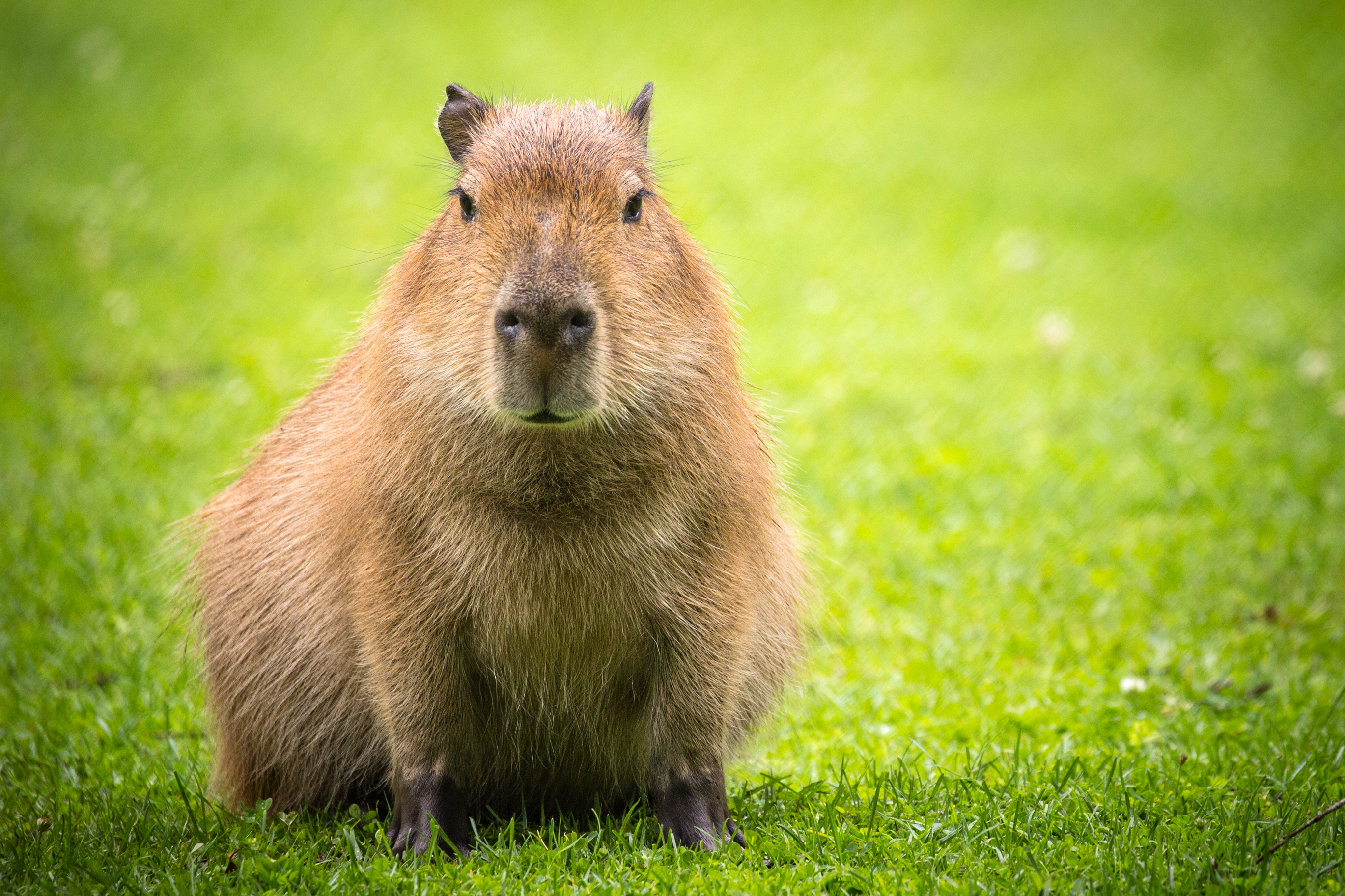 Check out Israel's 10 most unusual wild animals - ISRAEL21c