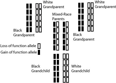 pedigree.jpg