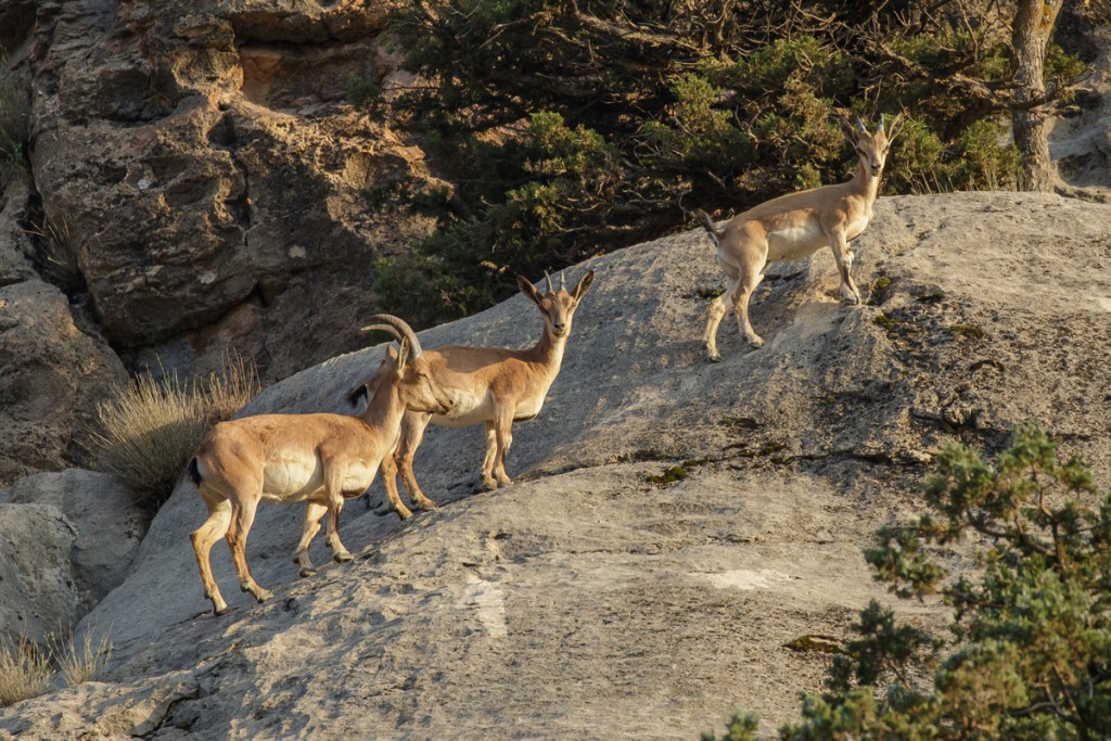 wild goat