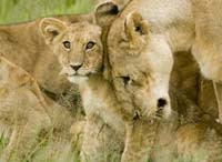 Lions.jpg