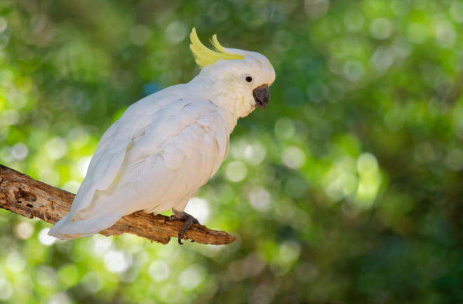 Sulfur-Crested Cockatoo - Shutterstock