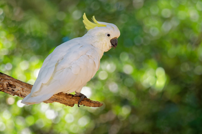 Snowball The Dancing Cockatoo Has Upped His Game Study Finds