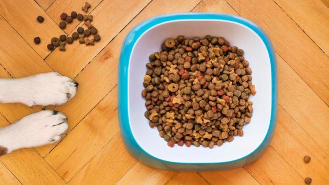what is the best quality dog food