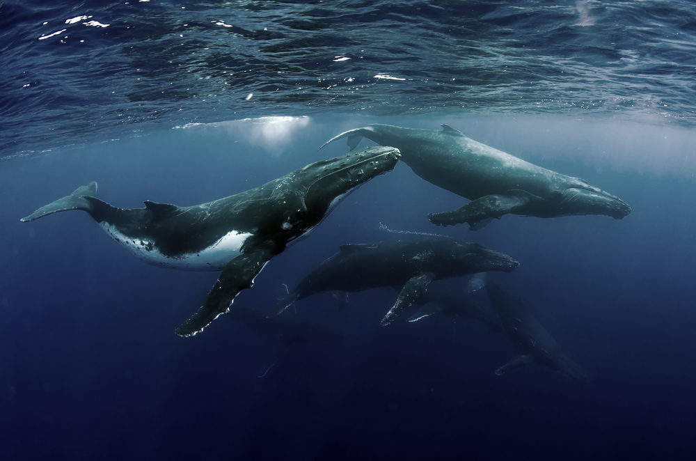 From 440 To 25,000: One Humpback Whale Population’s Amazing Recovery ...