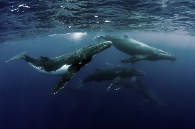 From 440 to 25,000: One Humpback Whale Population&#39;s Amazing Recovery |  Discover Magazine