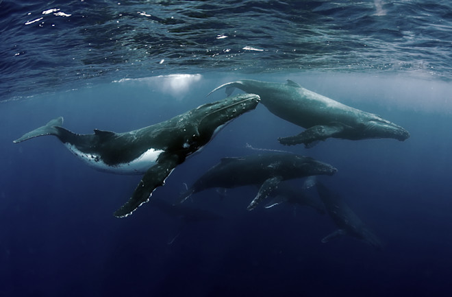 From 440 to 25,000: One Humpback Whale Population's Amazing Recovery | Discover Magazine