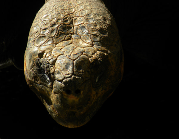 Giant_tortoise.jpg