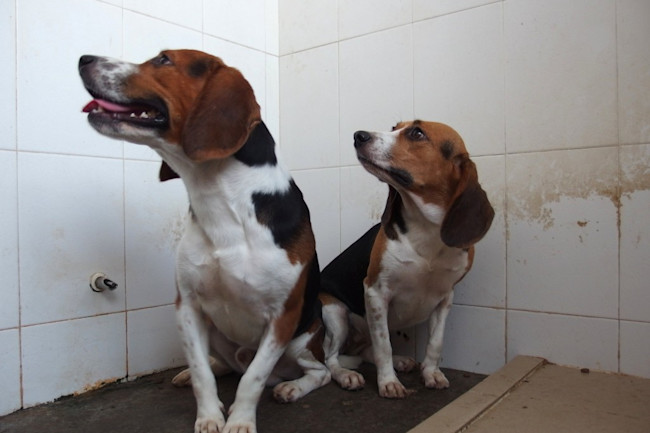 beagles_gene_editing-1024x768.jpg