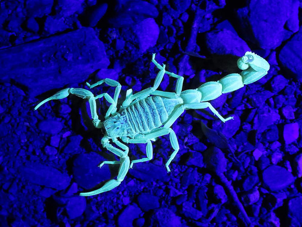 Newly Described Scorpion Species From Western Ghats, 45% OFF