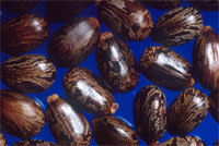 Ricin_castor_beans.jpg