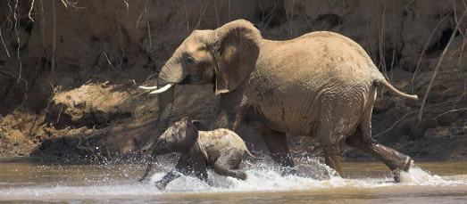 elephantw_baby.jpg