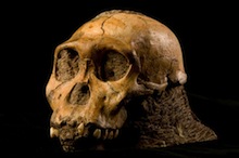 sediba.jpg