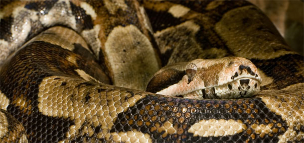 white boa constrictor with prey