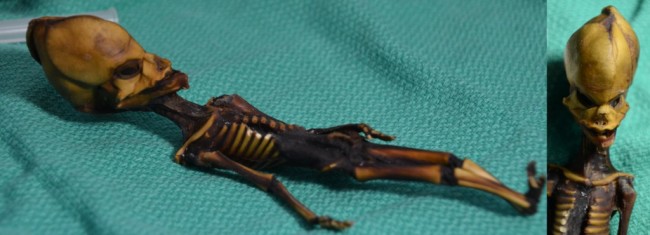 Atacama Alien Update Dna Details Of Six Inch Skeleton Discover 