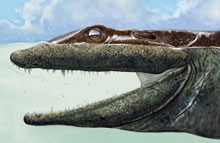 Prehistoric Creature Moved from Sea to Land, but Went Extinct Anyway ...