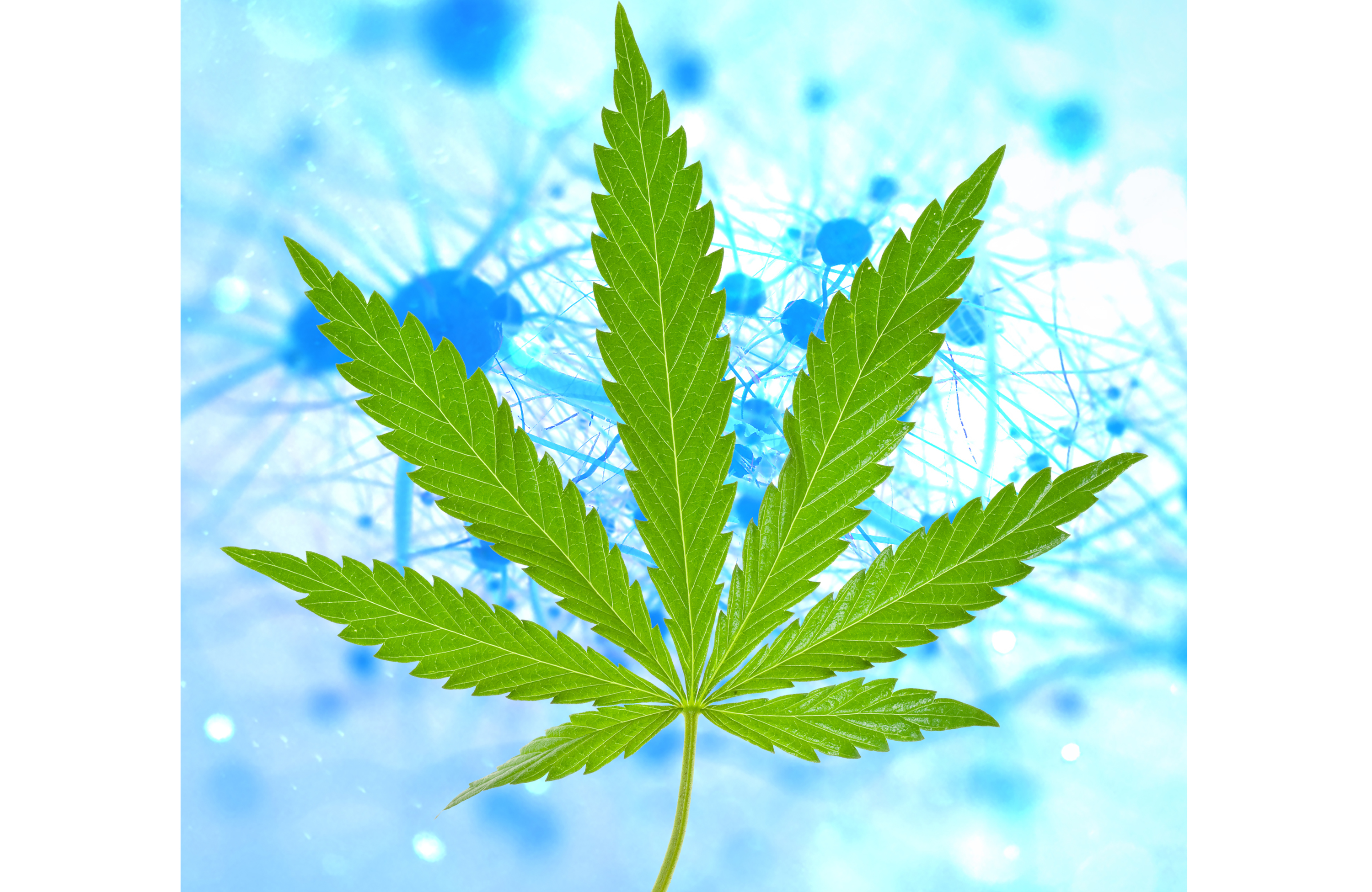 The Experiments Revealing How Marijuana Could Treat Dementia | Discover  Magazine