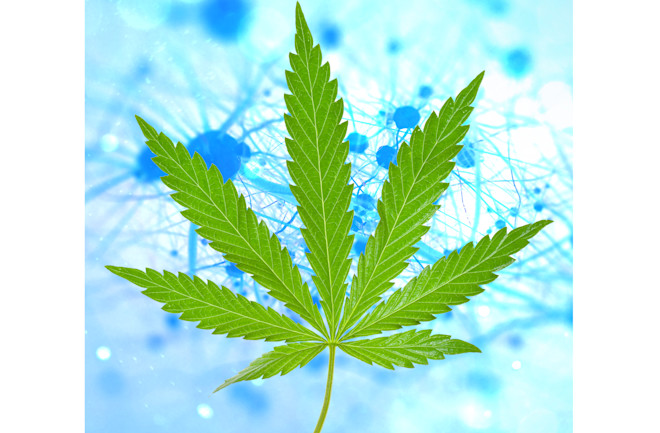 Marijuana-Dementia-Header