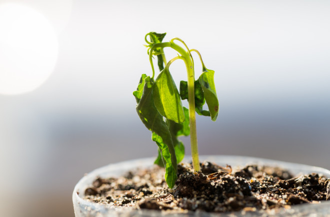 Wilted Plant - Shutterstock