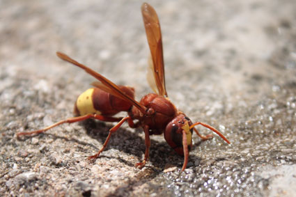 oriental-hornet.jpg