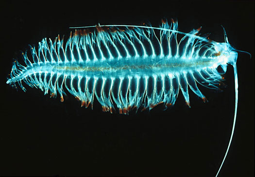 8 Marine Creatures that Light Up the Sea | Discover Magazine