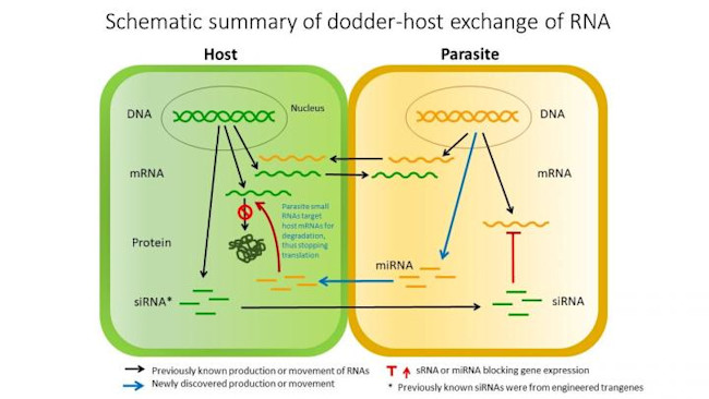 parasite_host_miRNA.jpg