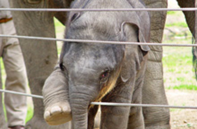 babyelephant.jpg