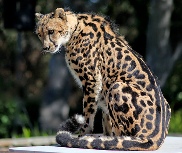 King-cheetah.jpg