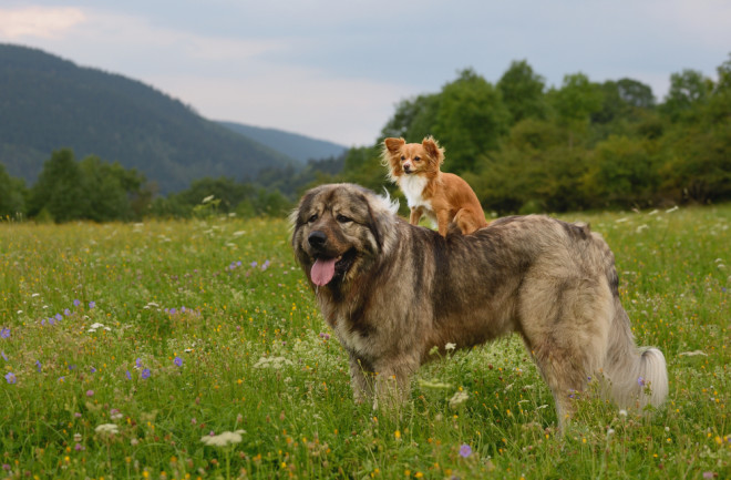 Small dog and large dog