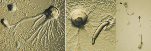 Dictyostelium-life-cycle.jpg