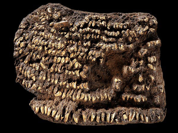 teeth.jpg
