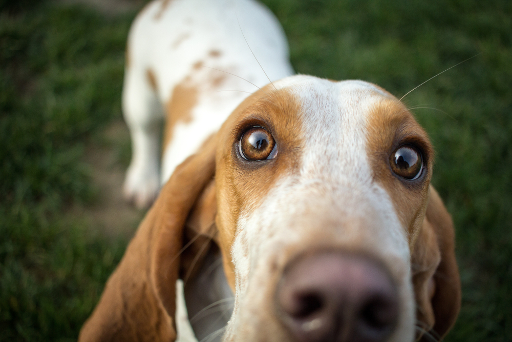Do Dogs Smell More When Stressed