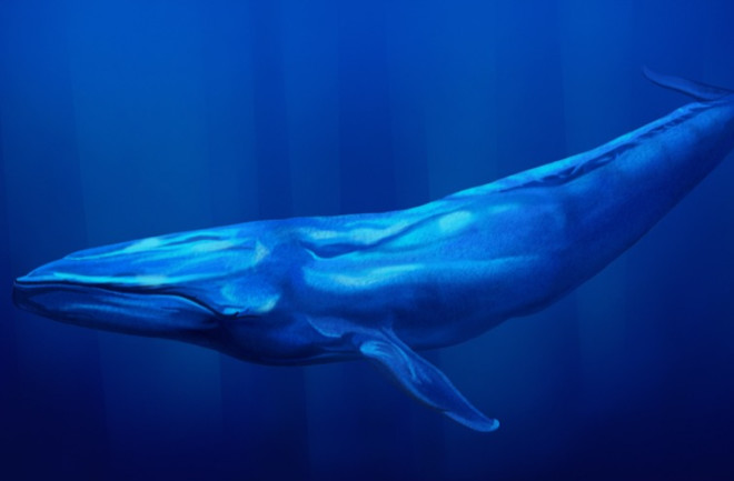 For the First Time, Scientists Record the Slow Beat of a Blue Whale's Heart  | Discover Magazine