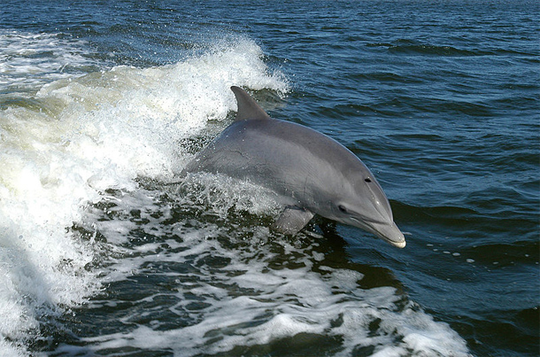 Bottlenose_dolphn.jpg