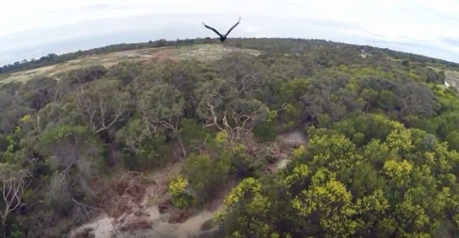 VIDEO: Australian Takes Out Drone in Midair Discover