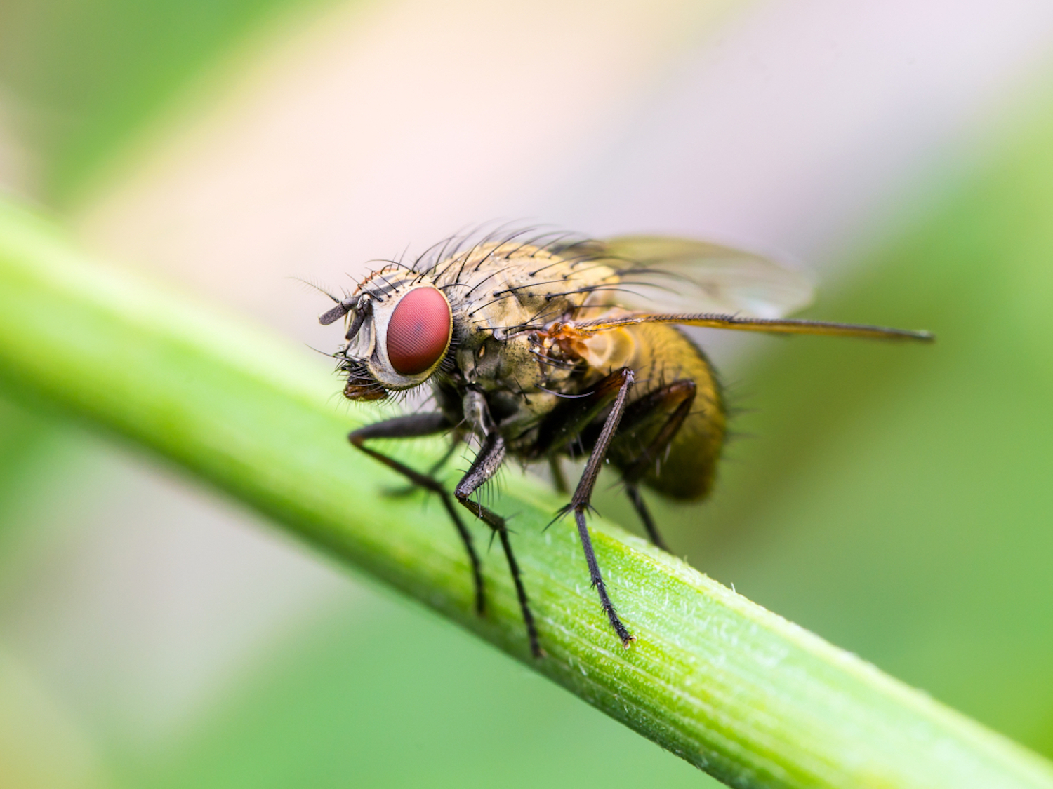 Seeing dead fruit flies is bad for the health of fruit flies – and  neuroscientists have identified the exact brain cells responsible
