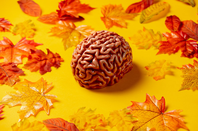 A human brain surrounded by fall leaves