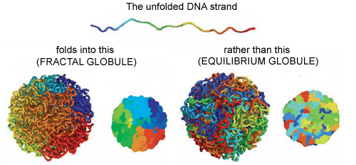 Fractal-globule.jpg