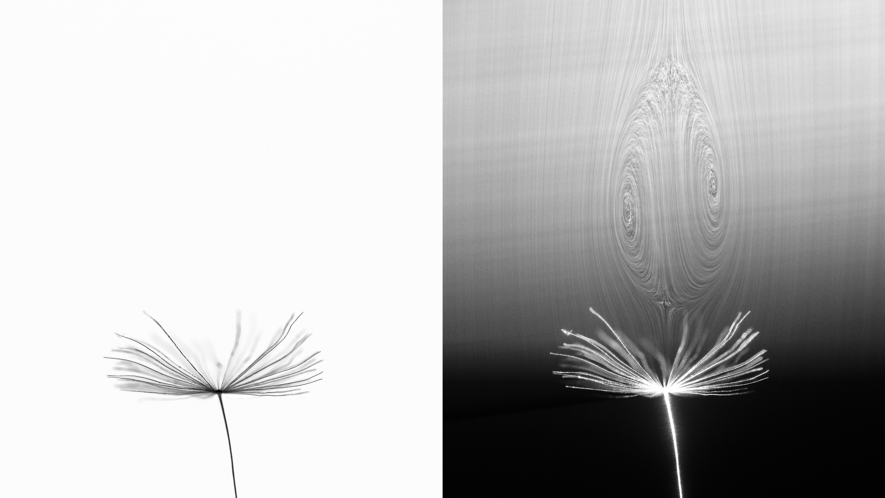 DSC-FL0719 07 dandelion seed vortex