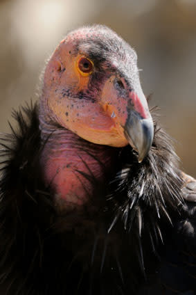 condor.jpg