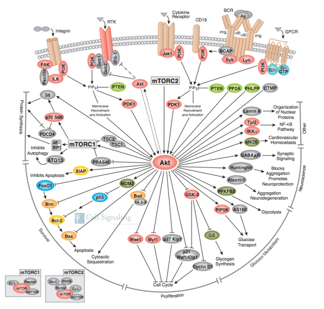 Akt en zijn vele signaalreceptoren en targets, van Cell Signaaltechnologie