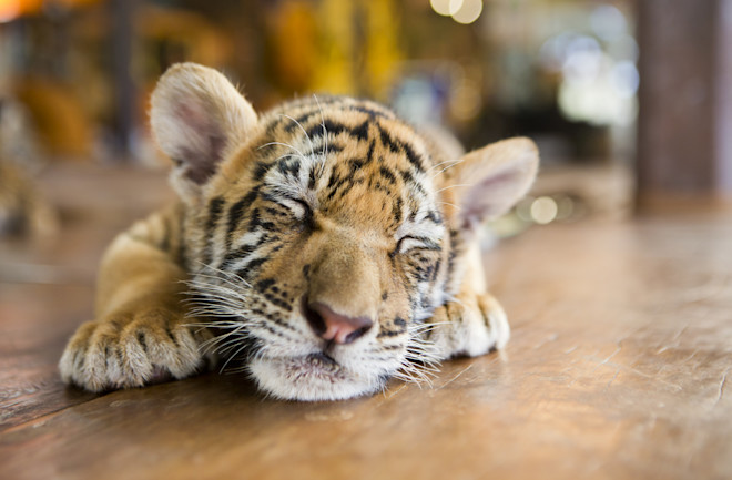 Baby tiger