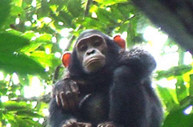 chimp-250.jpg