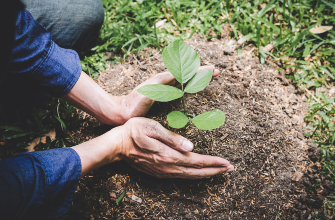 hands are planting a tree in the ground - shutterstock