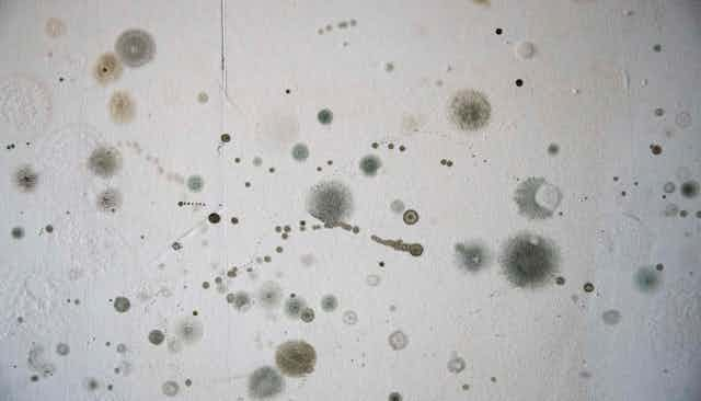 Should I Worry About Mold Growing in My Home?